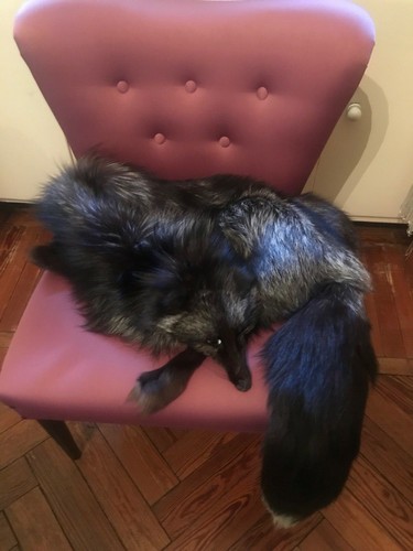 Pelliccia stola volpe - pelliccia,